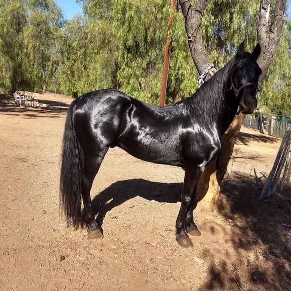 Meet your Posher, Jose - Picture 1 of 1